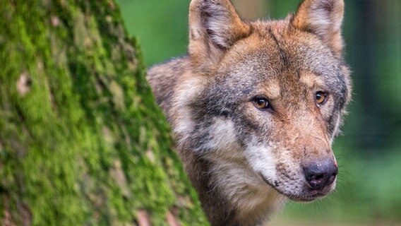 Ein Wolf schaut hinter einem Baum hervor. © dpa-Bildfunk Foto: Lino Mirgeler