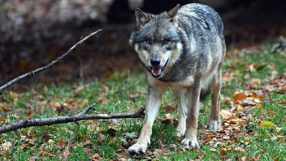 Das Bild zeigt einen Wolf. © picture-alliance/dpa Foto: Swen Pförtner