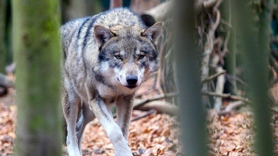 Ein Wolf läuft durch einen Wald. © picture alliance/dpa/Klaus-Dietmar Gabbert Foto: Klaus-Dietmar Gabbert