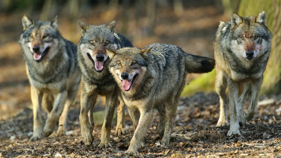 Vier Wölfe laufen durch einen Wald. © picture alliance / blickwinkel/McPHOTO 