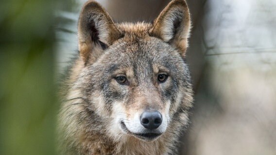 Ein Wolf steht in einem Gehege. © Bernd Thissen/dpa Foto: Bernd Thissen