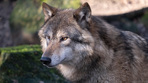 Ein Wolf im Wald. © picture alliance / agrarmotive | Klaus-Dieter Esser Foto: Klaus-Dieter Esser