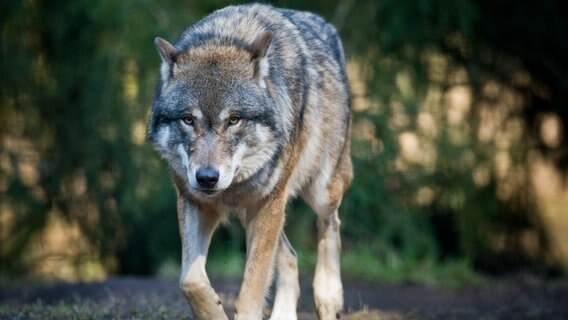 Ein Wolf läuft im Wildpark Schorfheide durch sein Gehege. © picture alliance / dpa Foto: Patrick Pleul