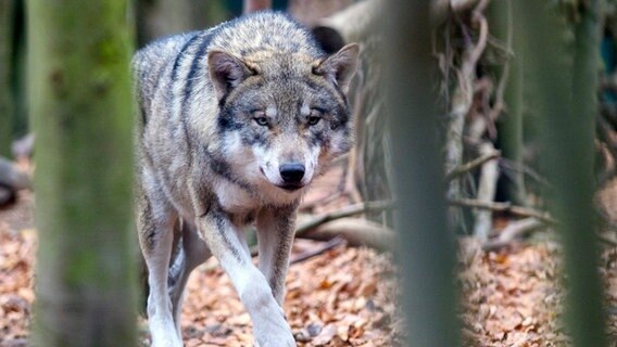 Ein Wolf streift im Wald umher. © picture alliance/dpa/dpa-Zentralbild/Klaus-Dietmar Gabbert Foto: Klaus-Dietmar Gabbert