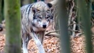 Ein Wolf streift im Wald umher. © picture alliance/dpa/dpa-Zentralbild/Klaus-Dietmar Gabbert Foto: Klaus-Dietmar Gabbert