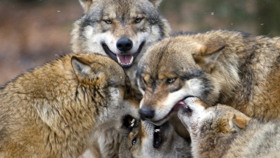 Group of wolves in Germany.  © picture alliance / blickwinkel/AGAMI/H.  Bouwmeester |  AGAMI/H.  Bouwmeester Photo: GAMI/H.  Bouwmeester