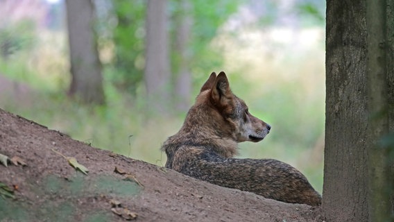 ein Wolf im Wald, halb von hinten, halb seitlich zu sehen © picture alliance/dpa | Oliver Berg Foto: Oliver Berg