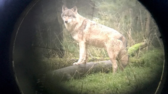 Ein Wolf steht im Wald (Fotografiert durch ein Zielfernrohr). © picture alliance/dpa Foto: Carsten Rehder