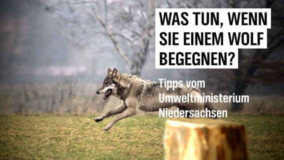 Auf dem Bild ist ein Wolf zu sehen, darüber der Text: "Was tun, wenn Sie einem Wolf begegnen? Tipps vom Umweltministerium"  Foto: Lutz Petersen