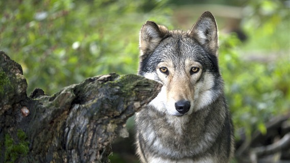 A Wolf © NDR Photo: Sven Glagow