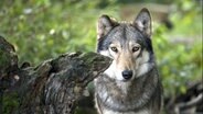 Ein Wolf  Foto: Sven Glagow