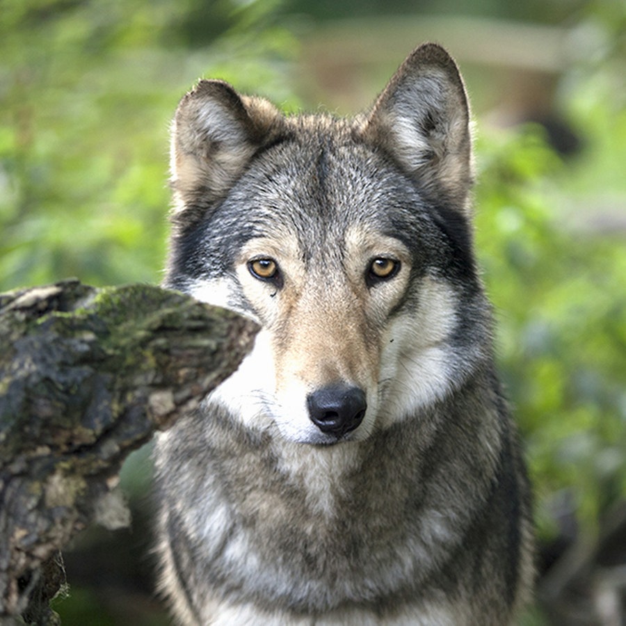 Ein Wolf © NDR Foto: Sven Glagow