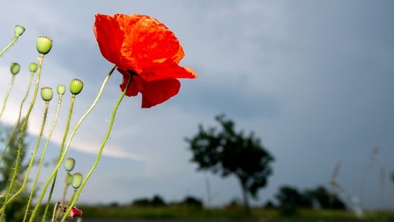 Dunkle Wolken ziehen nahe des Ortsteils Wilkenburg hinter blühendem Mohn, der am Rand einer Straße wächst, auf. © picture alliance/dpa | Hauke-Christian Dittrich Foto: Hauke-Christian Dittrich