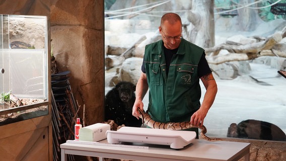 Ein Tierpfleger legt eine Schlange auf eine Waage. © Radio Bremen Foto: Sonja Harbers
