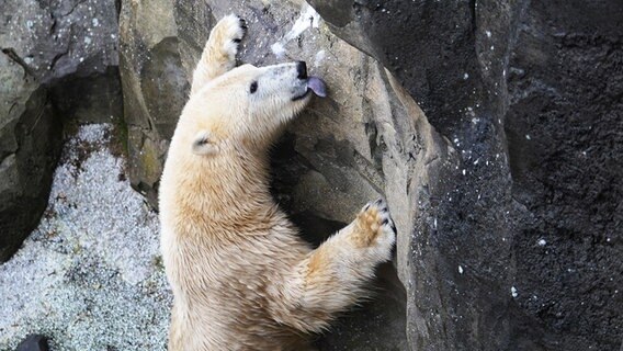 Ein Eisbär steht auf den Hinterbeinen und leckt an einem Felsen. © Radio Bremen Foto: Sonja Harbers