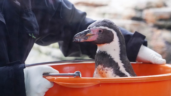 Ein Pinguin steht in einem Plastikeimer im Zoo am Meer in Bremerhaven. © Radio Bremen Foto: Sonja Harbers