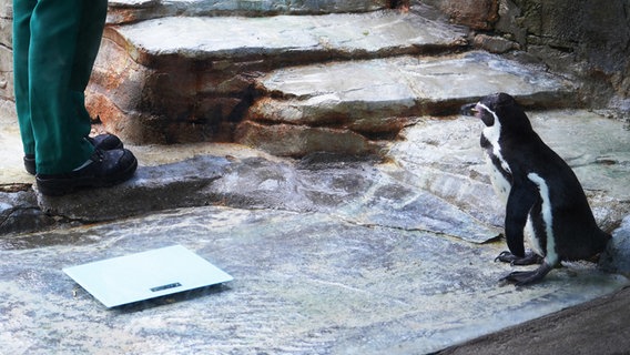 Ein Pinguin im Zoo am Meer in Bremerhaven. © Radio Bremen Foto: Sonja Harbers