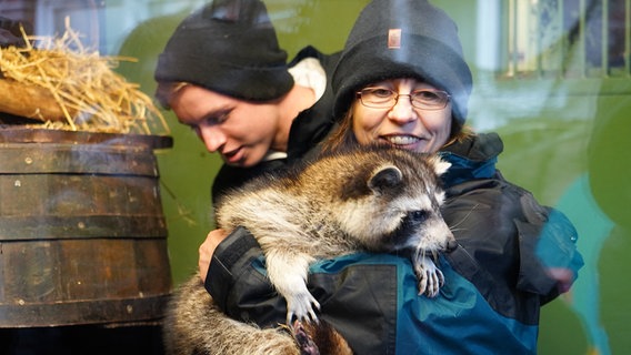 Eine Tierpflegerin hält einen Waschbären in den Armen. © Radio Bremen Foto: Sonja Harbers