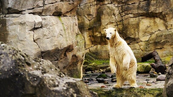 Ein Eisbär steht auf den Hinterbeinen im Zoo am Meer in Bremerhaven © Radio Bremen Foto: Sonja Harbers