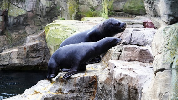 Zwei Seelöwen im Zoo am Meer in Bremerhaven © Radio Bremen Foto: Sonja Harbers