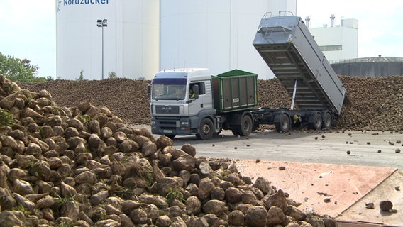 Ein Laster kippt Rüben bei einer Fabrik von Nordzucker ab. © NDR 