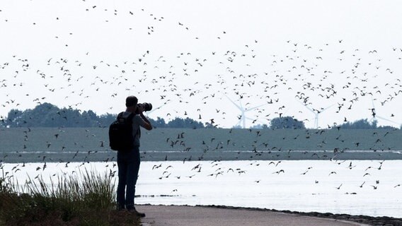 Ein Mann fotografiert am Jadebusen Zugvögel. © dpa Foto: Sina Schuldt