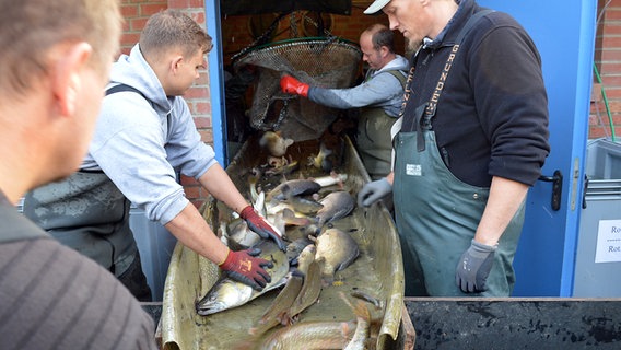 Mehrere Arbeiter stehen an einer Rinne und verladen frischen Fisch. © NDR Foto: Anne Passow