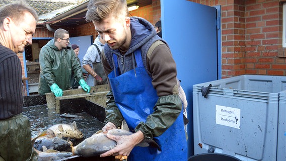 Mehrere Arbeiter stehen an einer Rinne und verladen frischen Fisch in Reinfeld. © NDR Foto: Anne Passow