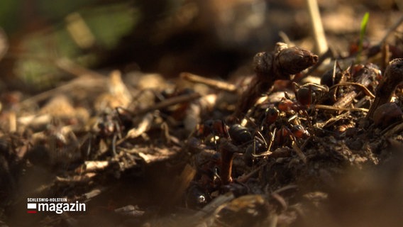 Ein Ameisenhügel. © NDR 