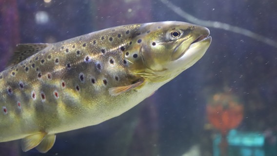 Nahaufnahme einer Forelle unter Wasser © NDR Foto: Marina Heller