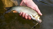 Eine Hand hält einen Döbel am Haken aus dem Wasser. © picture alliance / imageBROKER | Tom Schneider Foto: Tom Schneider