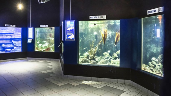 Verschiedene Becken im Aquarium in Kiel. © IMAGO / Foto: Martin Bäuml Fotodesign
