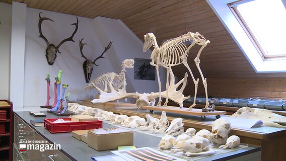Knochen und andere archäologische Fundstücke ausgestellt im Zentrum für Baltische und Skandinavische Archäologie  in Schleswig. © NDR 