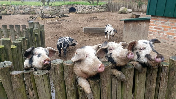 Schweine gucken über einen Zaun. © NDR Foto: Isabelle Breitbach