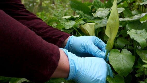 Eine Blüte des Aronstabs wird abgetrennt © NDR Foto: Elin Halvorsen