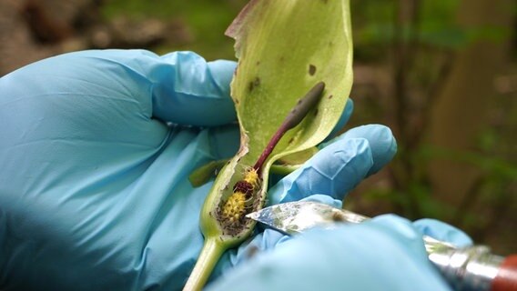 In der angeschnittenen Blüte sind Insekten zu sehen © NDR Foto: Elin Halvorsen