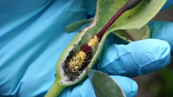 Nahaufnahme der angeschnittenen Blüte, im inneren sind viele Insekten © NDR Foto: Elin Halvorsen