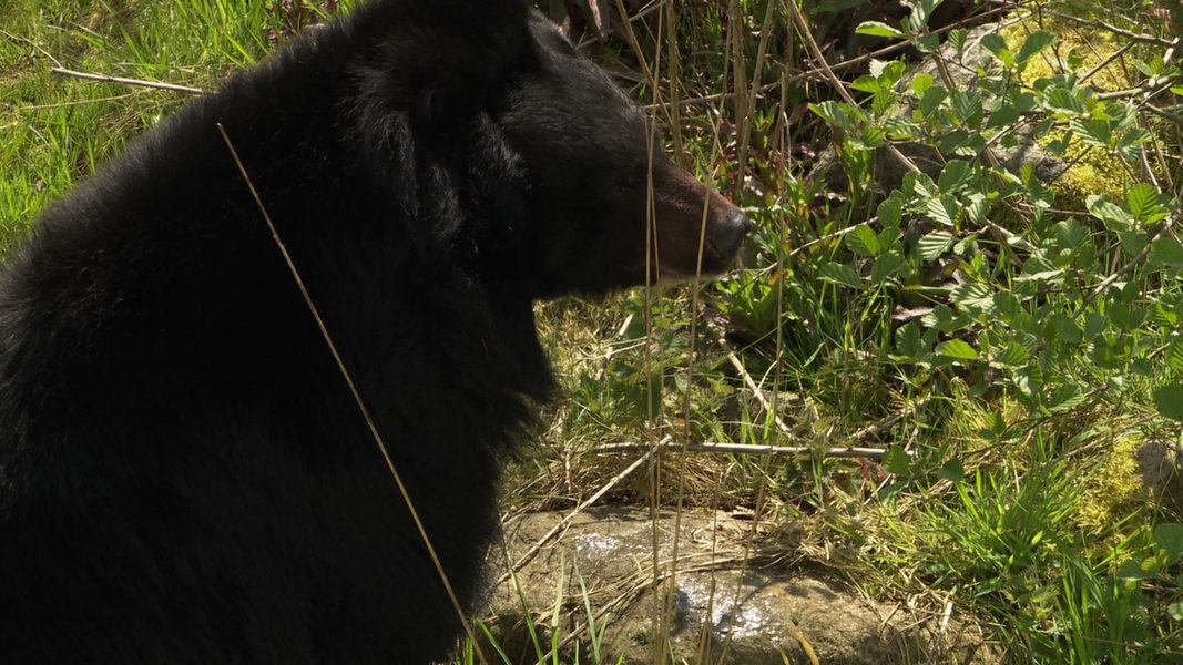 Collared bear Malvina meets her fellow bears in Kappeln |  > – News