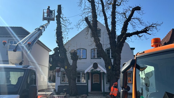 Arbeitskräfte fällen mit Hilfe einer Arbeitsbühne Bäume vor einem Gebäude. © NDR Foto: Lena Haamann