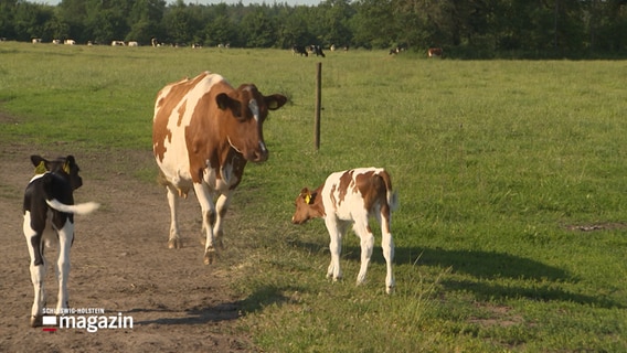 Kühe grasen auf einer Wiese. © NDR 