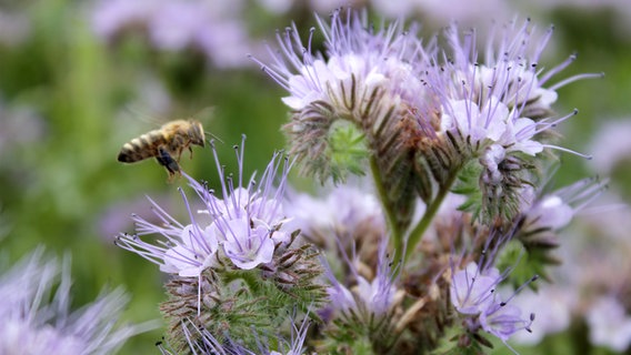 Eine Biene fliegt auf eine Blüte zu. © NDR Foto: Annafried Stürmer