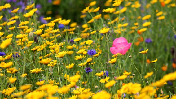 Eine bunte Blütenwiese. © NDR Foto: Annafried Stürmer