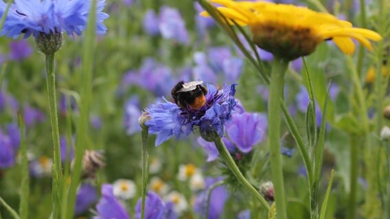 Eine Biene sitzt auf einer Blüte. © NDR Foto: Annafried Stürmer