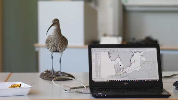 Brachvogel-Studie auf dem Bildschirm eines Laptops. © NDR Foto: Jörn Zahlmann