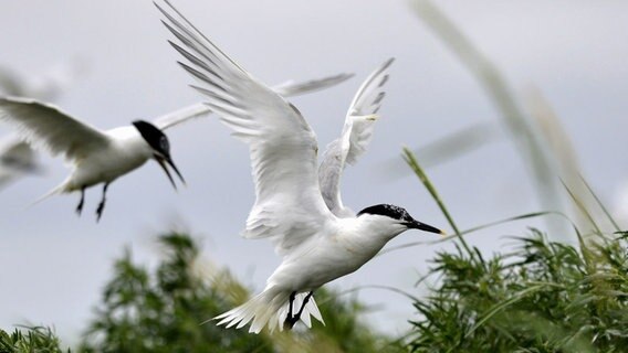 Eine Brandseeschwalbe fliegt durch die Luft. © dpa-bildfunk Foto: Harro Müller