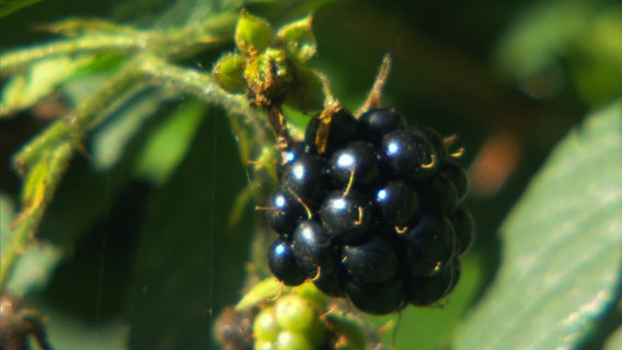 Eine schwarze Brombeere in Nahaufnahme. © NDR 