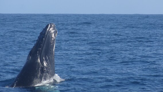 Ein Buckelwal springt aus dem Wasser in der Bucht von Samana. © Fin Walden Foto: Fin Walden