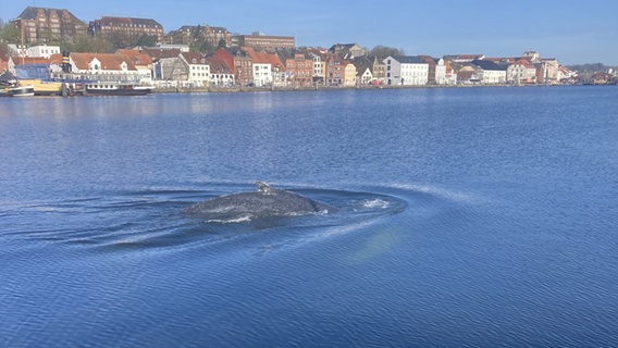 Der Rücken eines Buckelwals ist in der Flensburger Förde zu sehen. © Annika Nielsen & Tom Ole Hartelt Foto: Annika Nielsen & Tom Ole Hartelt