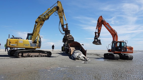 Bagger bergen einen verendeten Buckelwal am Strand von Sankt Peter-Ording. © Marius Harlinghaus/LKN.SH Foto: Marius Harlinghaus