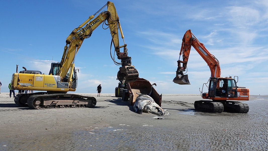 Toter Buckelwal am Strand von St. Peter-Ording geborgen